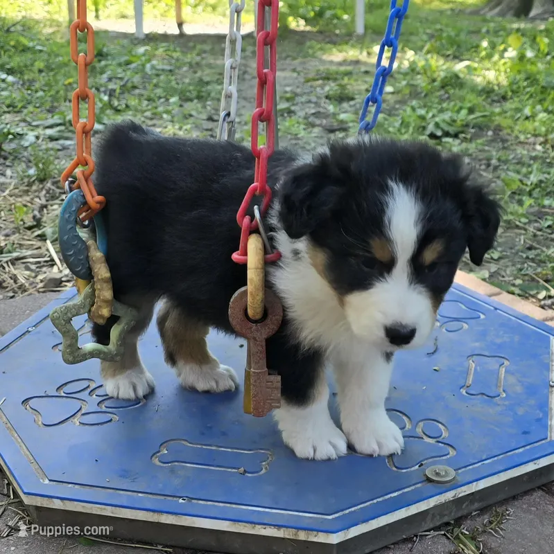 Quinn – Australian Shepherd puppy for sale in Clinton, MO