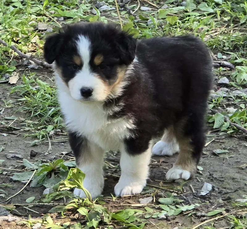 Quinn – Australian Shepherd puppy for sale in Clinton, MO