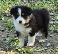 Quinn, a female Australian Shepherd for sale in Clinton, MO – Photo 1 of 3
