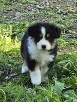 Quinn, a female Australian Shepherd for sale in Clinton, MO – Photo 3 of 3
