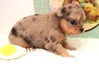 Oma, a female Chihuahua for sale in Clinton, MO – Photo 2 of 6