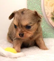 Oma, a female Chihuahua for sale in Clinton, MO – Photo 1 of 6