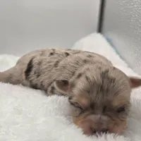 Oma, a female Chihuahua for sale in Clinton, MO – Photo 6 of 6