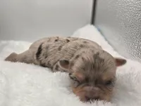 Oma, a female Chihuahua for sale in Clinton, MO – Photo 3 of 3