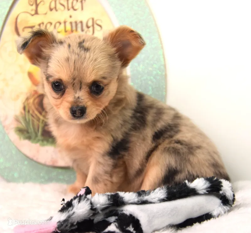 Oma – Chihuahua puppy for sale in Clinton, MO