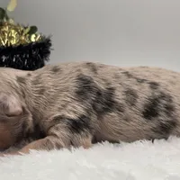 Oma, a female Chihuahua for sale in Clinton, MO – Photo 5 of 6