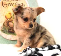 Oma, a female Chihuahua for sale in Clinton, MO – Photo 3 of 9