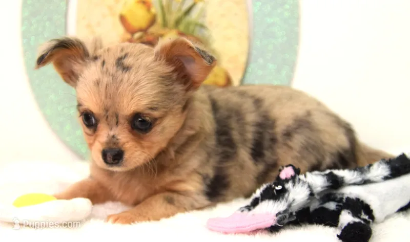 Oma – Chihuahua puppy for sale in Clinton, MO