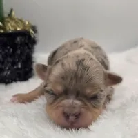 Oma, a female Chihuahua for sale in Clinton, MO – Photo 4 of 6