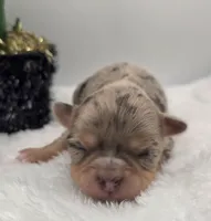 Oma, a female Chihuahua for sale in Clinton, MO – Photo 1 of 3