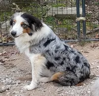 Elsa, a female Australian Shepherd for sale in Clinton, MO – 2 of 3
