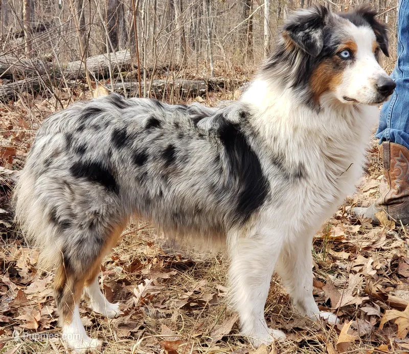 Elsa – Australian Shepherd puppy for sale in Clinton, MO