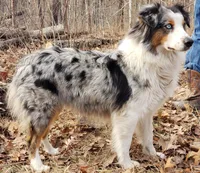 Elsa, a female Australian Shepherd for sale in Clinton, MO – 3 of 3