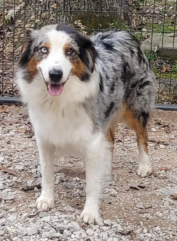 Elsa, a female Australian Shepherd for sale in Clinton, MO – 1 of 3
