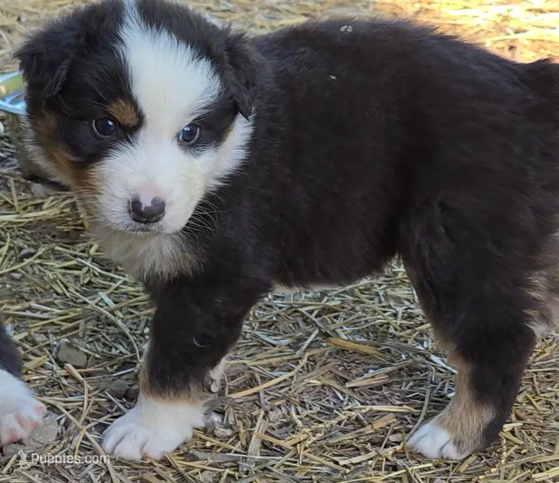 Quaid – Australian Shepherd puppy for sale in Clinton, MO