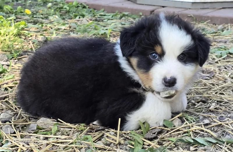 Quaid – Australian Shepherd puppy for sale in Clinton, MO