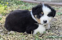 Quaid, a male Australian Shepherd for sale in Clinton, MO – Photo 2 of 3
