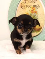 Pearl, a female Chihuahua for sale in Clinton, MO – Photo 3 of 3