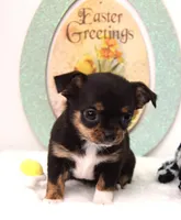 Pearl, a female Chihuahua for sale in Clinton, MO – Photo 2 of 3