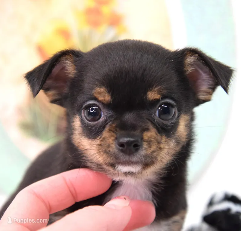 Pearl, a female Chihuahua for sale in Clinton, MO – Photo 1 of 3