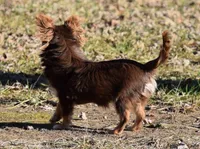 Tootsie Pop, a female Chihuahua for sale in Clinton, MO – Photo 6 of 6