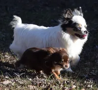 Tootsie Pop, a female Chihuahua for sale in Clinton, MO – Photo 3 of 6