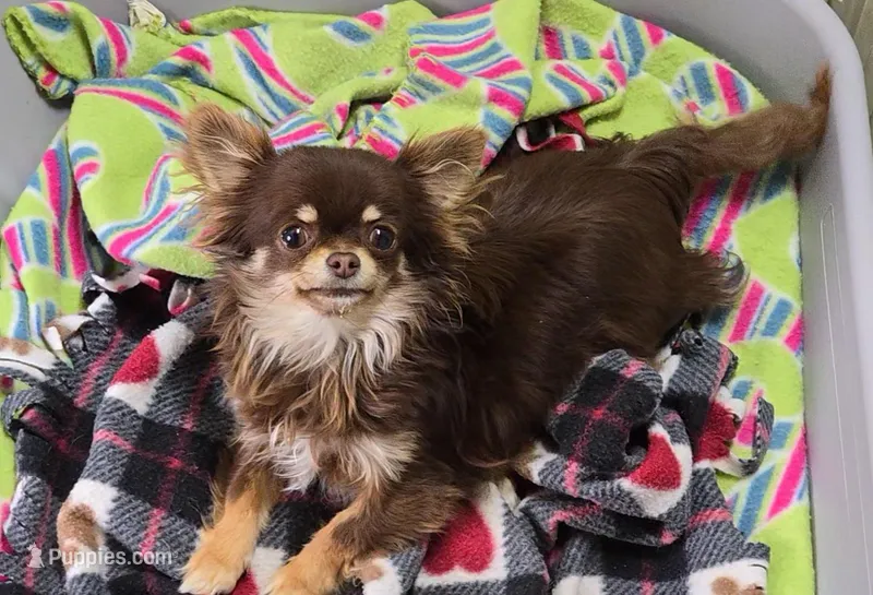 Tootsie Pop, a female Chihuahua for sale in Clinton, MO – Photo 1 of 6
