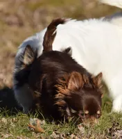 Tootsie Pop, a female Chihuahua for sale in Clinton, MO – Photo 4 of 6