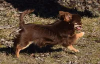 Tootsie Pop, a female Chihuahua for sale in Clinton, MO – Photo 5 of 6