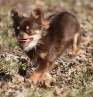 Tootsie Pop, a female Chihuahua for sale in Clinton, MO – Photo 2 of 6