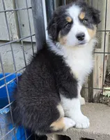 Carrie, a female Australian Shepherd for sale in Clinton, MO – 3 of 3