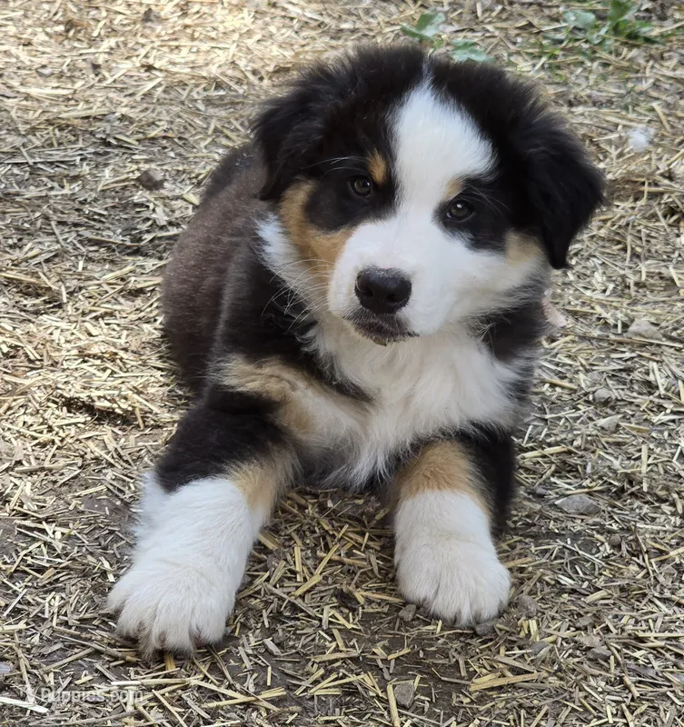 Quaid – Australian Shepherd puppy for sale in Clinton, MO