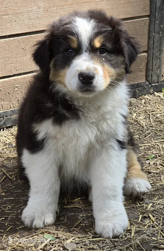 Quill – Australian Shepherd puppy for sale in Clinton, MO