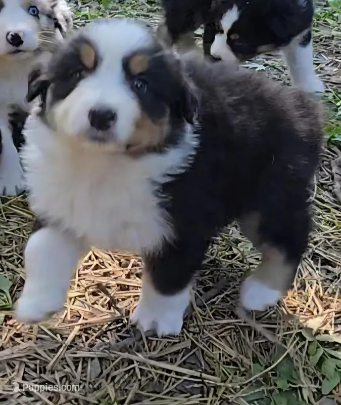 Quary – Australian Shepherd puppy for sale in Clinton, MO