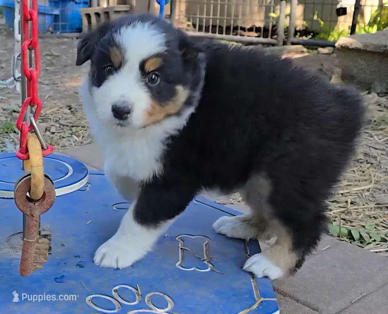 Quary – Australian Shepherd puppy for sale in Clinton, MO