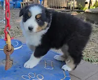 Quary, a female Australian Shepherd for sale in Clinton, MO – Photo 3 of 3