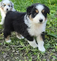 Quary, a female Australian Shepherd for sale in Clinton, MO – Photo 1 of 3