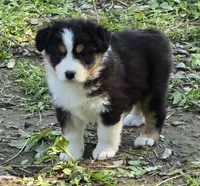 Quinn, a female Australian Shepherd for sale in Clinton, MO – 3 of 3