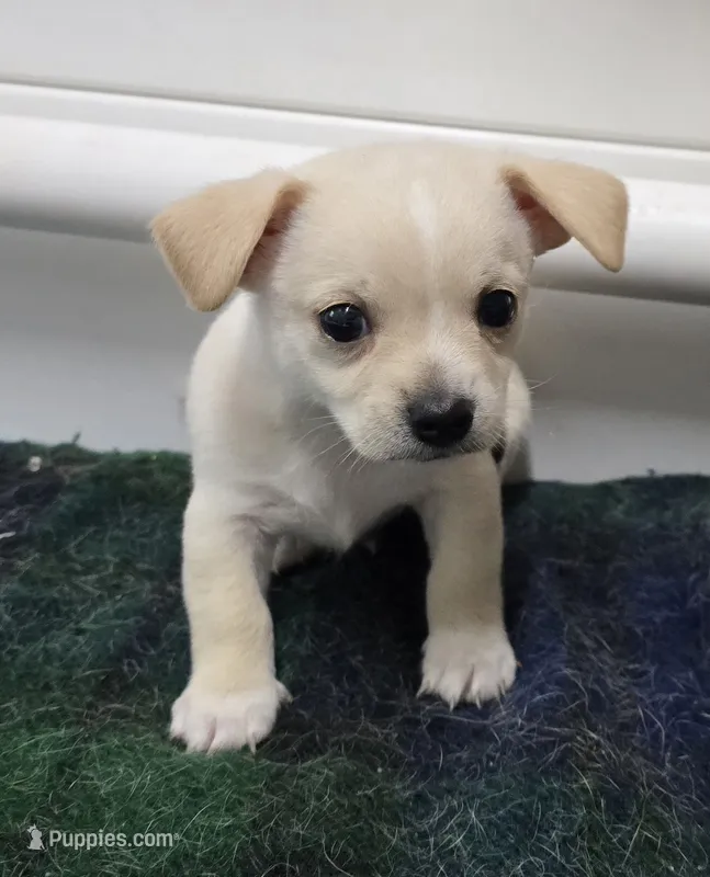 Ned – Chihuahua puppy for sale in Clinton, MO