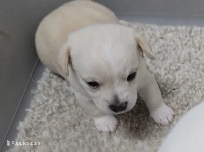 Cody – Chihuahua puppy for sale in Clinton, MO