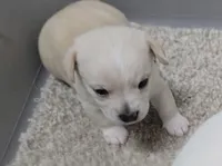 Cody, a male Chihuahua for sale in Clinton, MO – 1 of 1