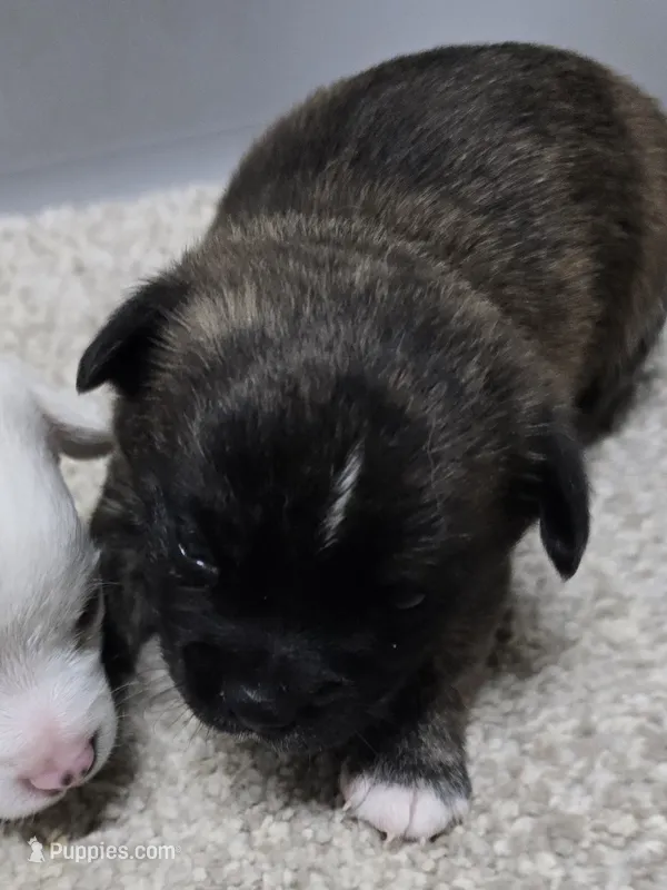Brindle – Chihuahua puppy for sale in Clinton, MO