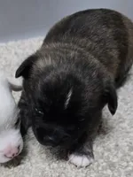 Brindle, a male Chihuahua for sale in Clinton, MO – 1 of 1