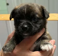 Jamie, a male Chihuahua for sale in Clinton, MO – 1 of 3