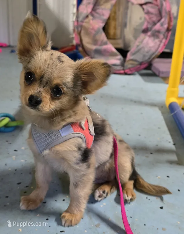 Oma – Chihuahua puppy on hold in Clinton, MO