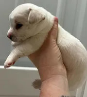 Sno, a male Chihuahua for sale in Clinton, MO – 3 of 3