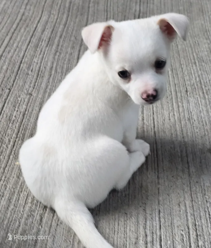Sno – Chihuahua puppy for sale in Clinton, MO