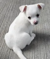 Sno, a male Chihuahua for sale in Clinton, MO – 1 of 3
