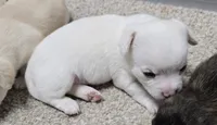 Frost, a male Chihuahua for sale in Clinton, MO – 1 of 1