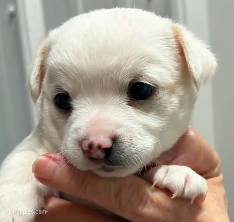Sno – Chihuahua puppy for sale in Clinton, MO